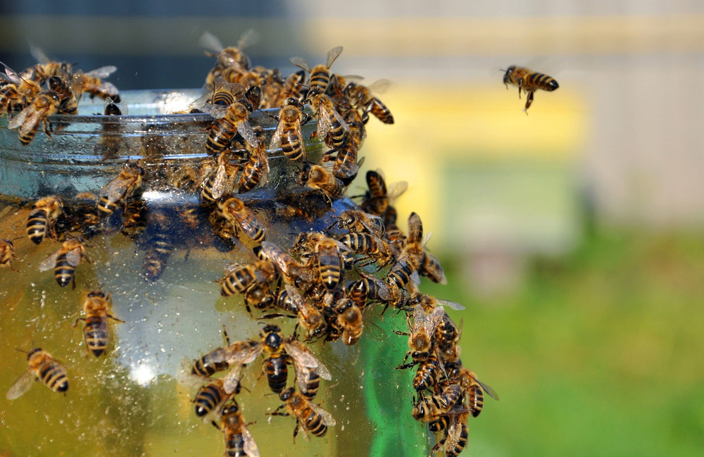 Obrázek Vergleich der Bienenfuttergefäße in der Praxis