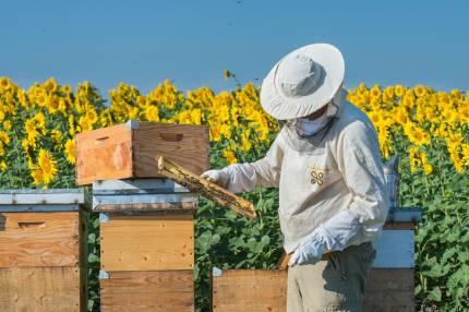 Obrázek Bienenkalender – Juli 25