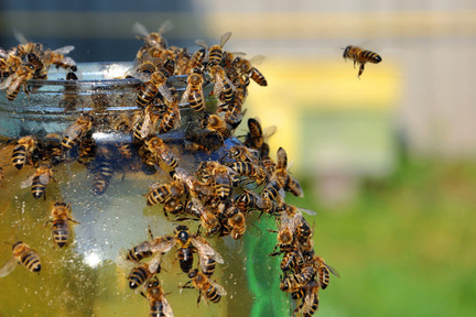 Obrázek Vergleich der Bienenfuttergefäße in der Praxis