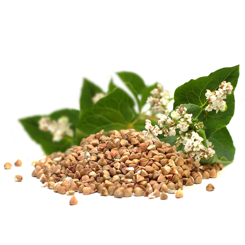 Buchweizen (Samen / Bienenweide) - 0,5 kg
