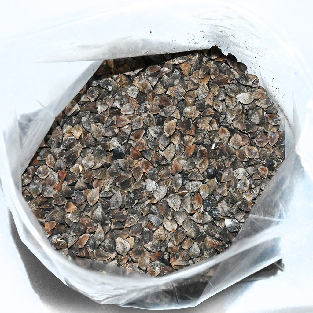 Buchweizen (Samen / Bienenweide) - 0,5 kg
