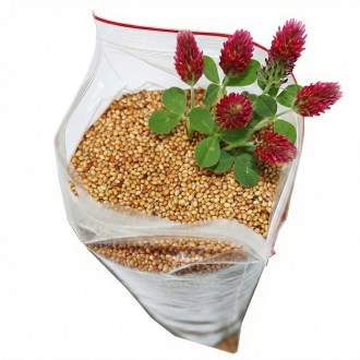 Inkarnatklee (Samen / Bienenweide) - 0,5 kg