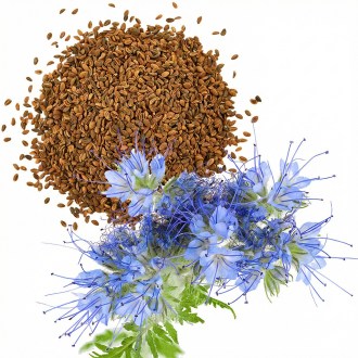 Büschelschön (Samen / Bienenweide) - 1 kg