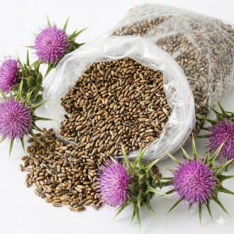 Mariendistel (Samen / Bienenweide) - 0,5 kg