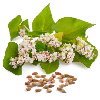 Buchweizen (Samen / Bienenweide) - 0,5 kg