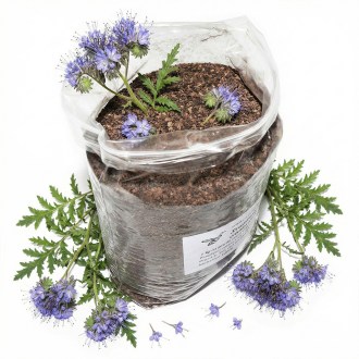 Büschelschön (Samen / Bienenweide) - 1 kg